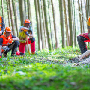 Test: AS Baum II / DGUV I 214-059 Modul D am 31.02.2021